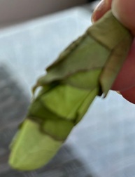 the house minus self doubt